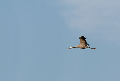 BUITEN BEELD Foto: 43244