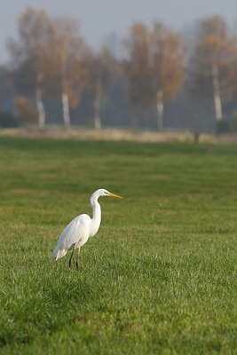 BUITEN BEELD Foto: 43247