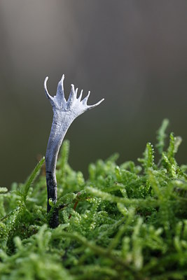 BUITEN BEELD Foto: 43251