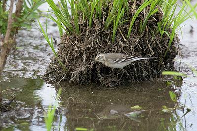 BUITEN BEELD Foto: 43255