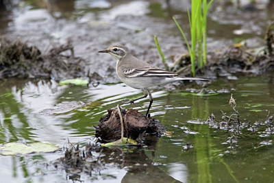 BUITEN BEELD Foto: 43257