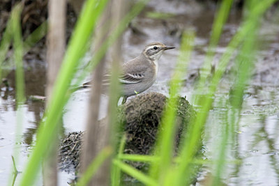 BUITEN BEELD Foto: 43259