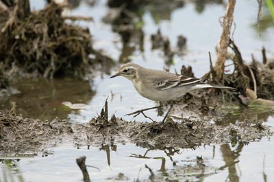 BUITEN BEELD Foto: 43265