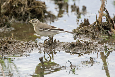 BUITEN BEELD Foto: 43266