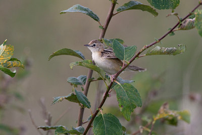 BUITEN BEELD Foto: 43271