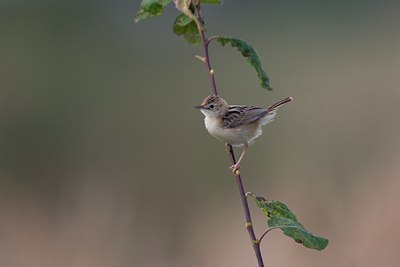 BUITEN BEELD Foto: 43273
