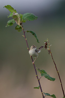 BUITEN BEELD Foto: 43274