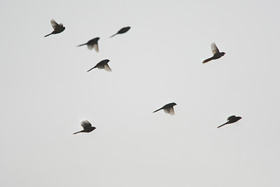 BUITEN BEELD Foto: 43281