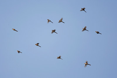 BUITEN BEELD Foto: 43282