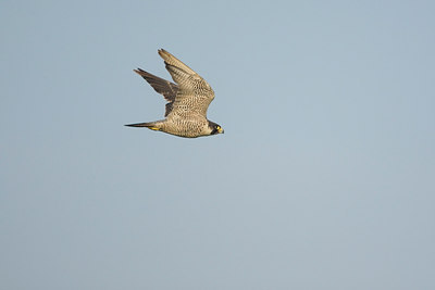 BUITEN BEELD Foto: 43285