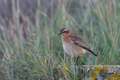 BUITEN BEELD Foto: 43287
