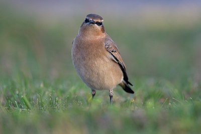 BUITEN BEELD Foto: 43290