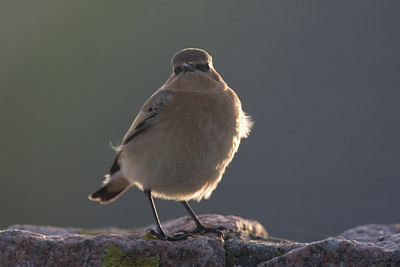 BUITEN BEELD Foto: 43292
