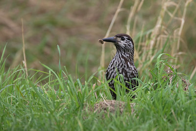 BUITEN BEELD Foto: 43294