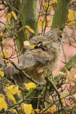 BUITEN BEELD Foto: 43331