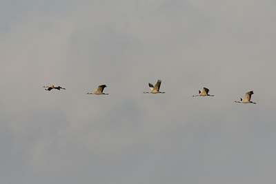 BUITEN BEELD Foto: 43339