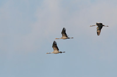 BUITEN BEELD Foto: 43341