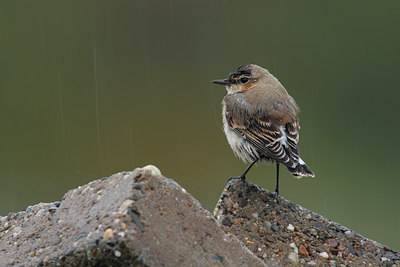 BUITEN BEELD Foto: 43344
