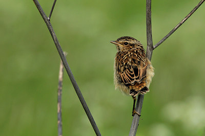 BUITEN BEELD Foto: 43381