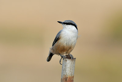 BUITEN BEELD Foto: 43384