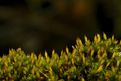 BUITEN BEELD Foto: 43394