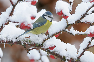BUITEN BEELD Foto: 43428