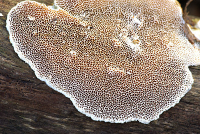 BUITEN BEELD Foto: 43438