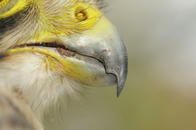 BUITEN BEELD Foto: 43467