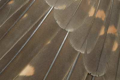 BUITEN BEELD Foto: 43469