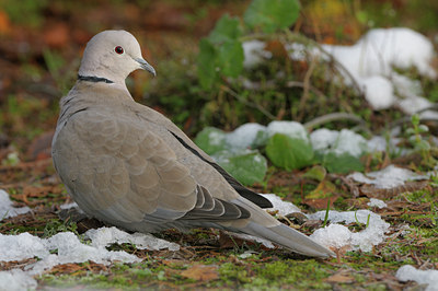 BUITEN BEELD Foto: 43472