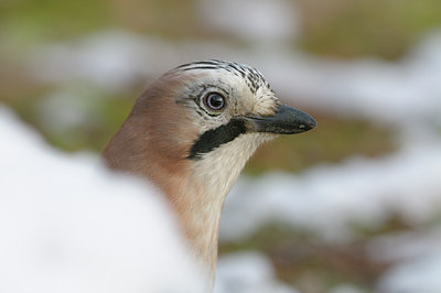 BUITEN BEELD Foto: 43473