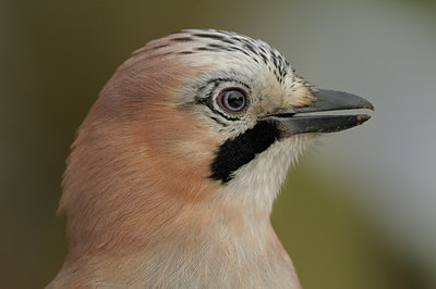 BUITEN BEELD Foto: 43477