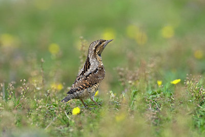 BUITEN BEELD Foto: 43547