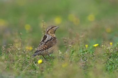 BUITEN BEELD Foto: 43548