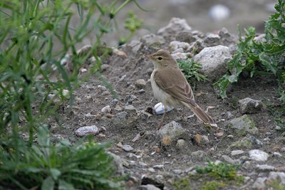 BUITEN BEELD Foto: 43553