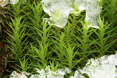 BUITEN BEELD Foto: 43596