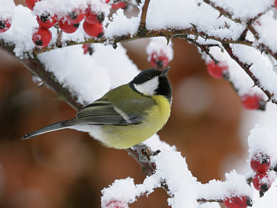 BUITEN BEELD Foto: 43625