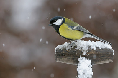 BUITEN BEELD Foto: 43627