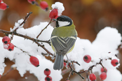 BUITEN BEELD Foto: 43628