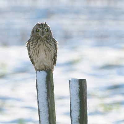 BUITEN BEELD Foto: 43629