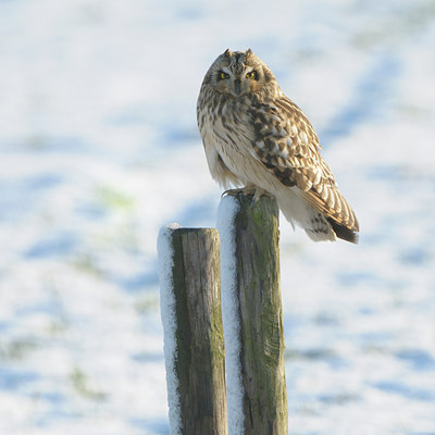 BUITEN BEELD Foto: 43630