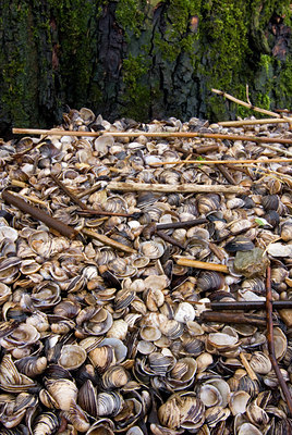 BUITEN BEELD Foto: 43647