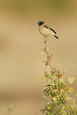 BUITEN BEELD Foto: 43654