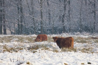 BUITEN BEELD Foto: 43662