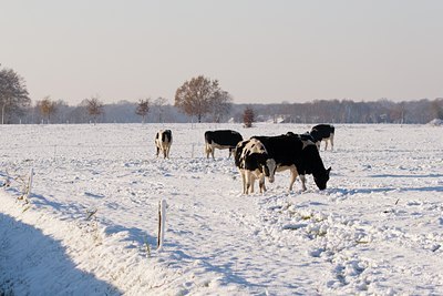 BUITEN BEELD Foto: 43679