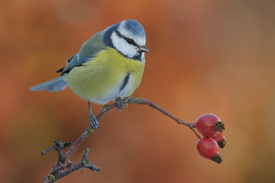 BUITEN BEELD Foto: 43686