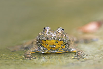 BUITEN BEELD Foto: 43739