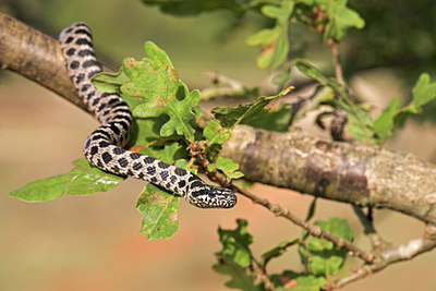 BUITEN BEELD Foto: 43744