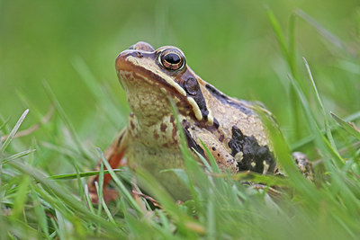 BUITEN BEELD Foto: 43753