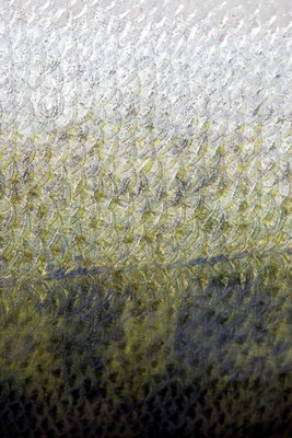 BUITEN BEELD Foto: 43777